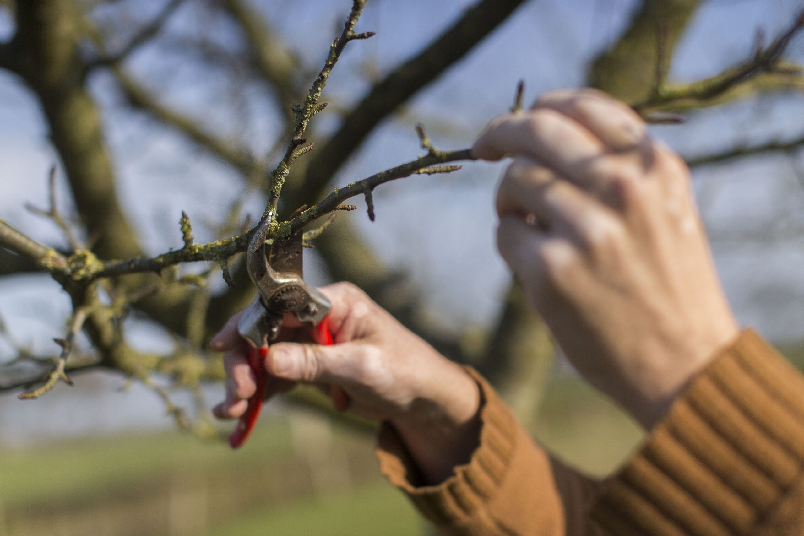 Snoeien van hoogstamfruitbomen kan je leren