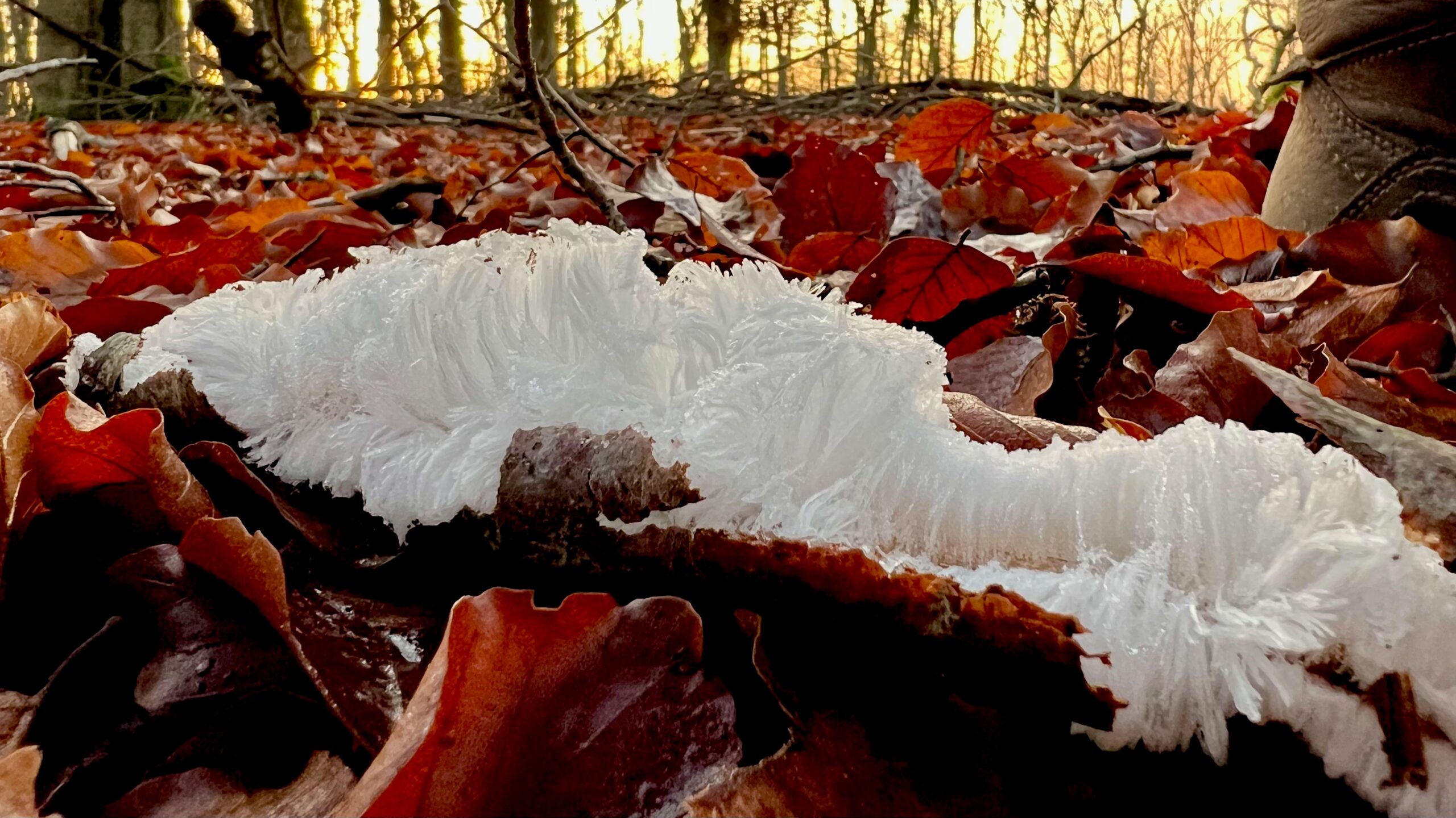 IJshaar op de Twilhaar te Haarle