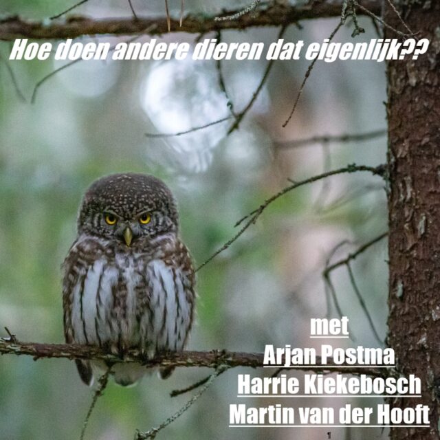 🐾 Hoe doen andere dieren dat? – Podcast over natuur, gedrag en verwondering