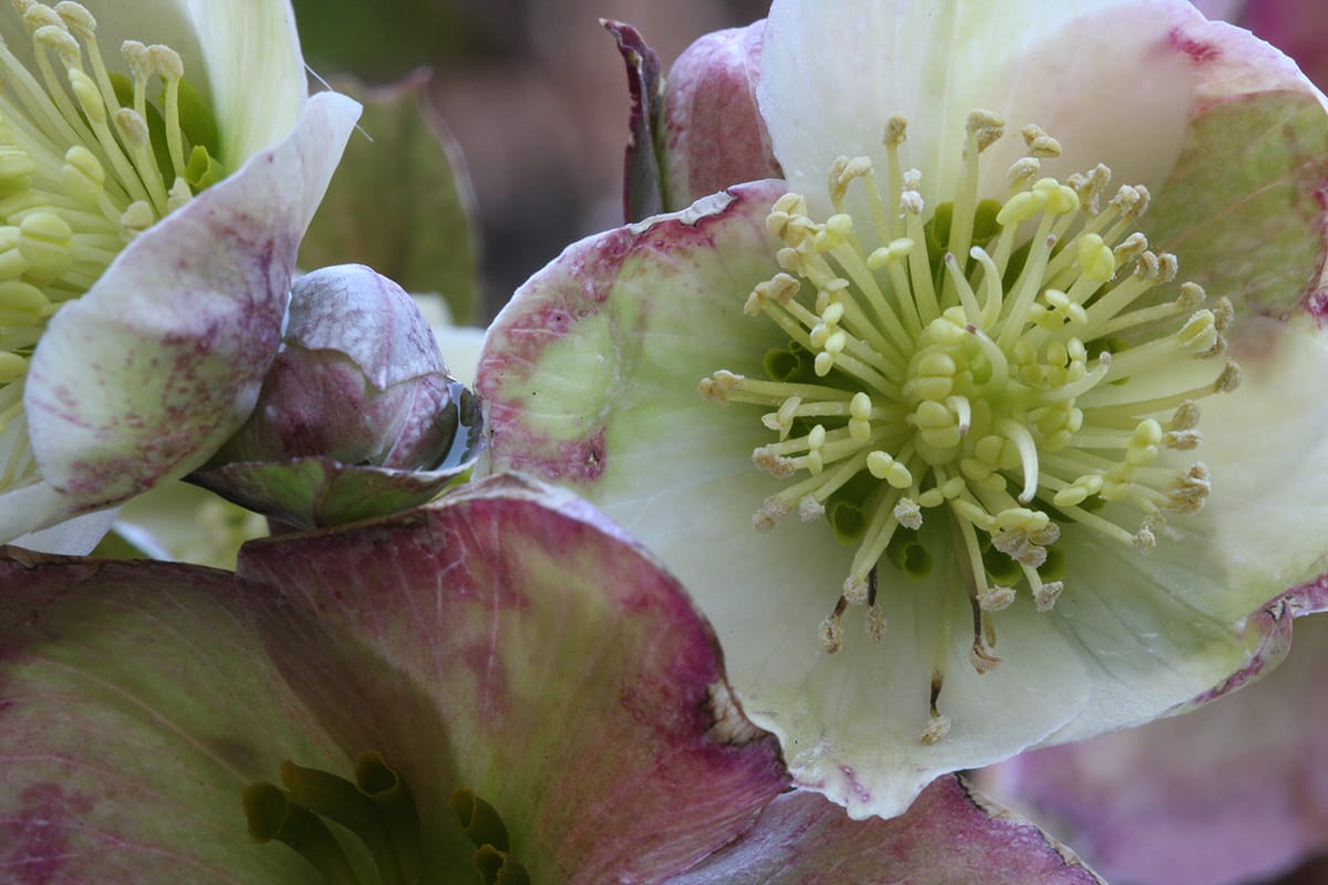 Met Open Oog: De spuitpoepplant