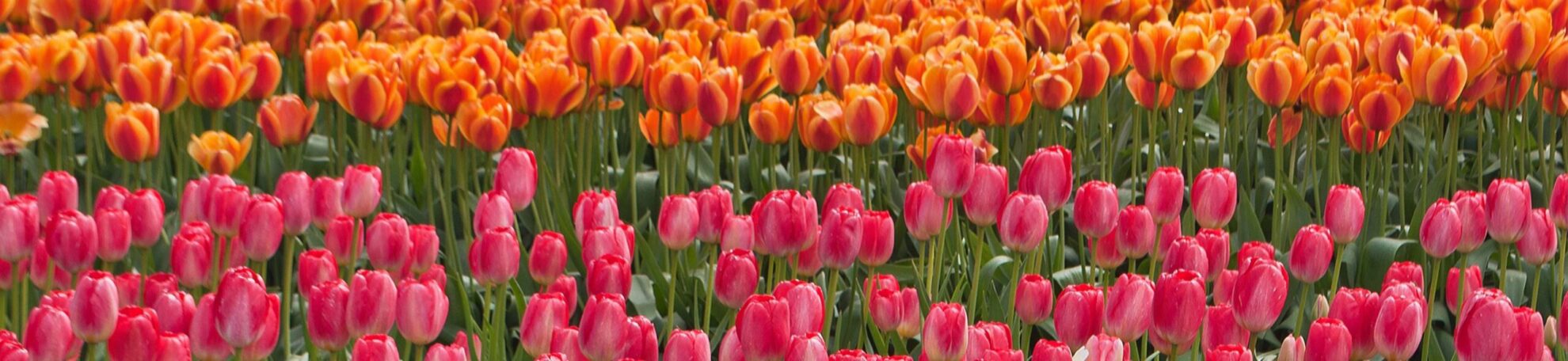 Verboden pesticiden in tulpen op Nationale Tulpendag