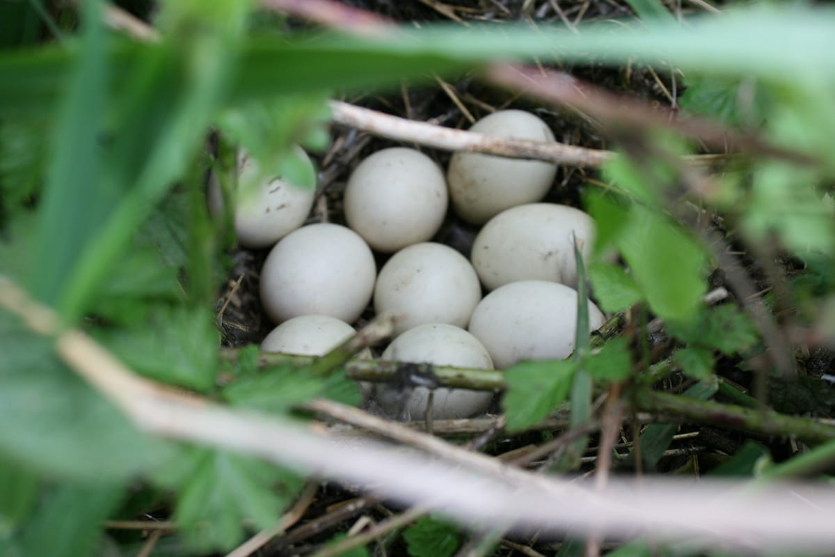 Met Open Oog: Waggelkonten