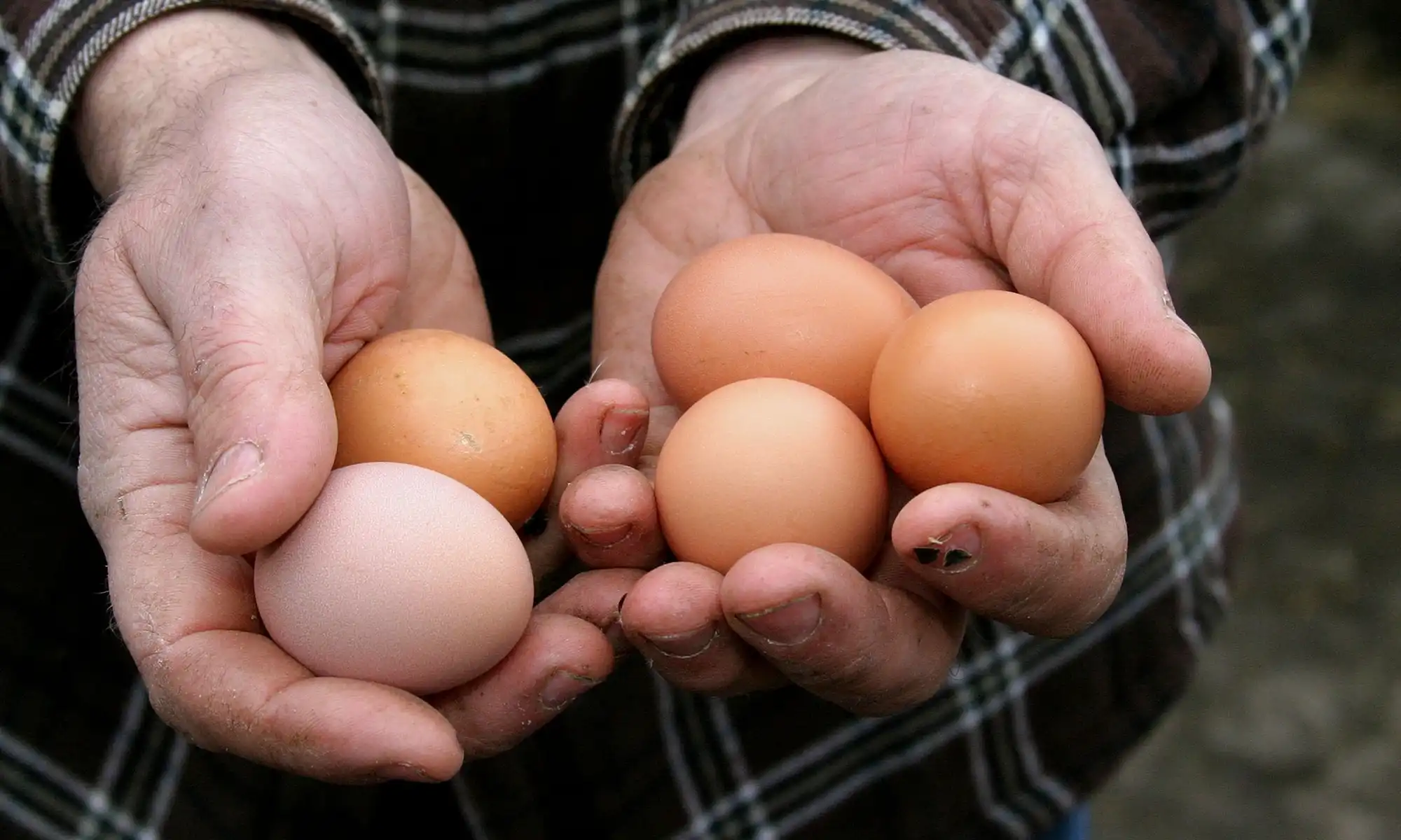 Ook Sallandse scharreleieren soms zó vervuild met PFAS dat consumptie wordt afgeraden