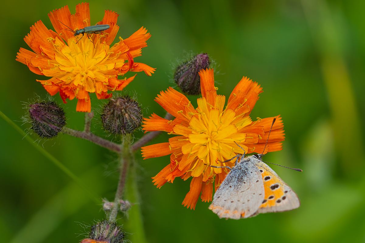 Met Open Oog: Op de vierkante meter
