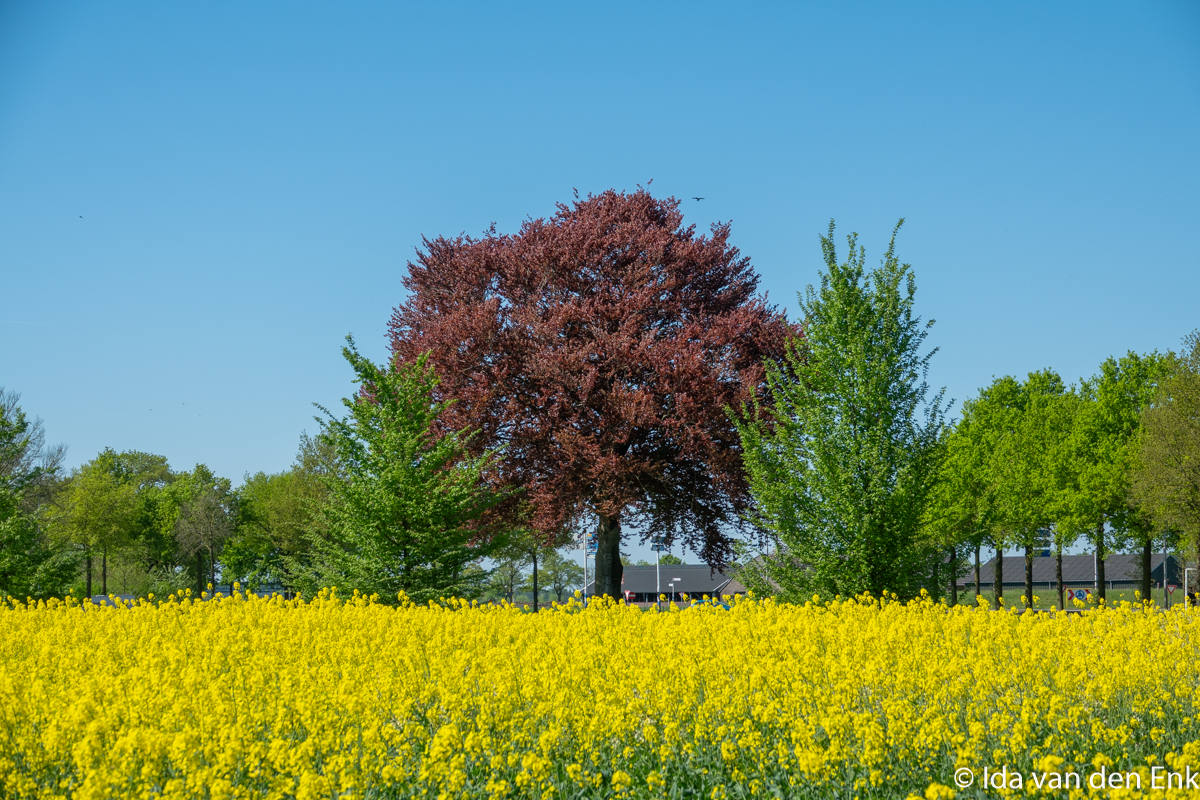 Fotografeer de Mooiste Boom van Salland