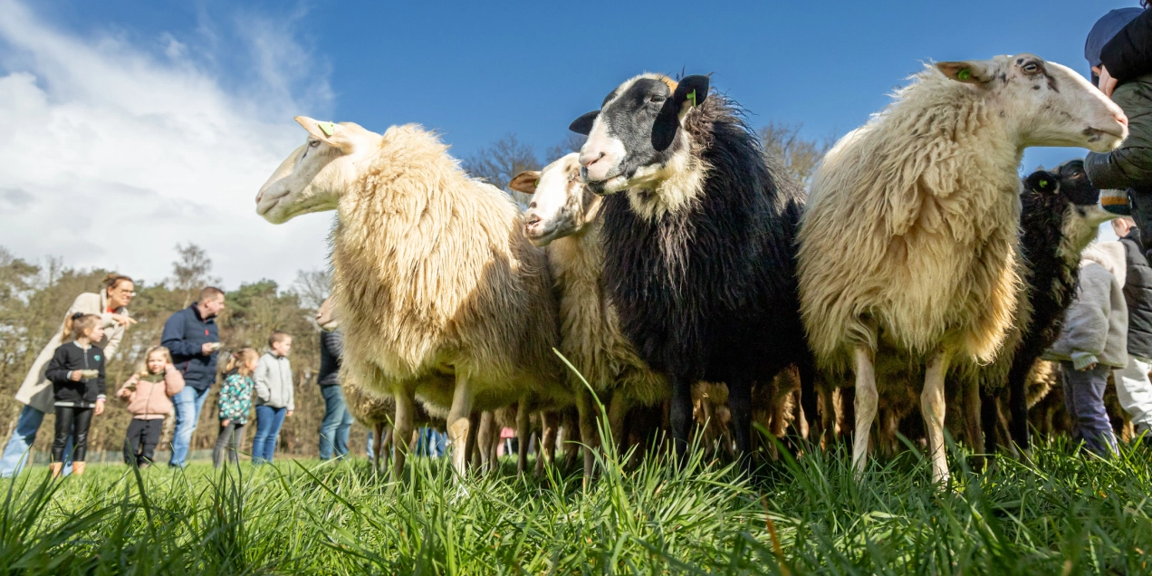 Wolfeest & streekmarkt in Giethmen