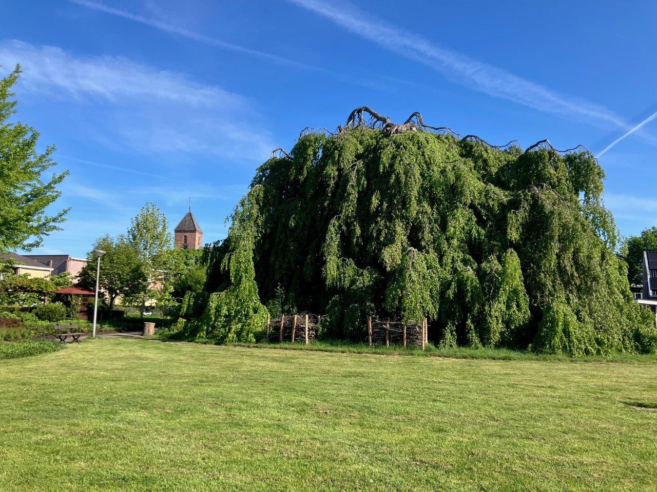 Mooiste boom van Salland