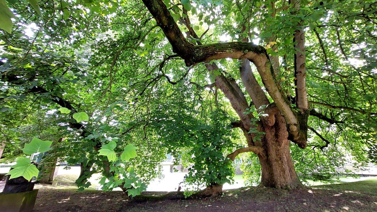 Mooiste boom van Salland