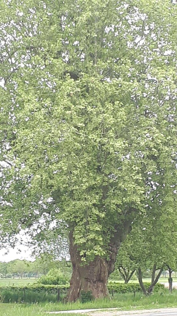 Mooiste boom van Salland