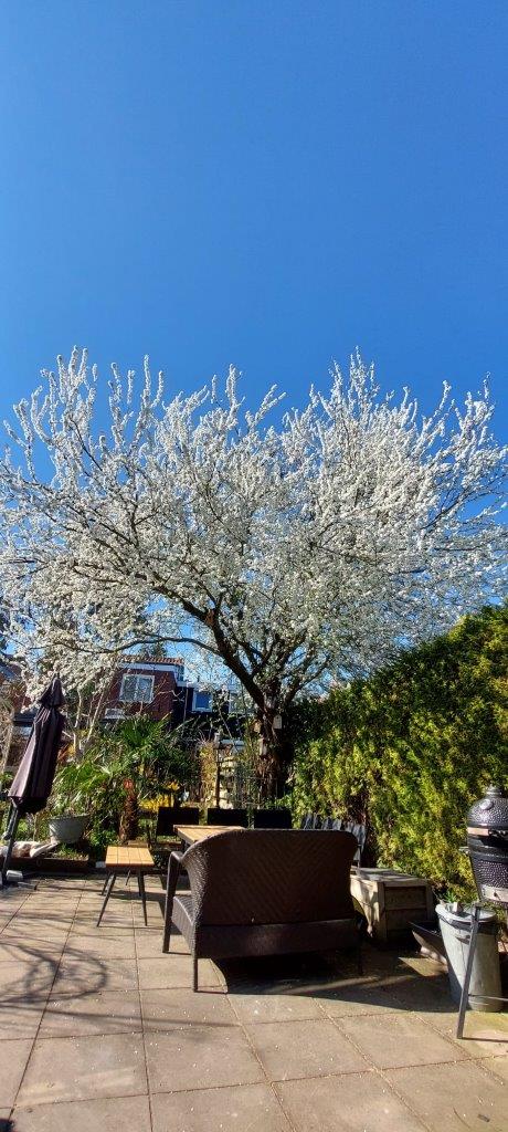 Mooiste boom van Salland