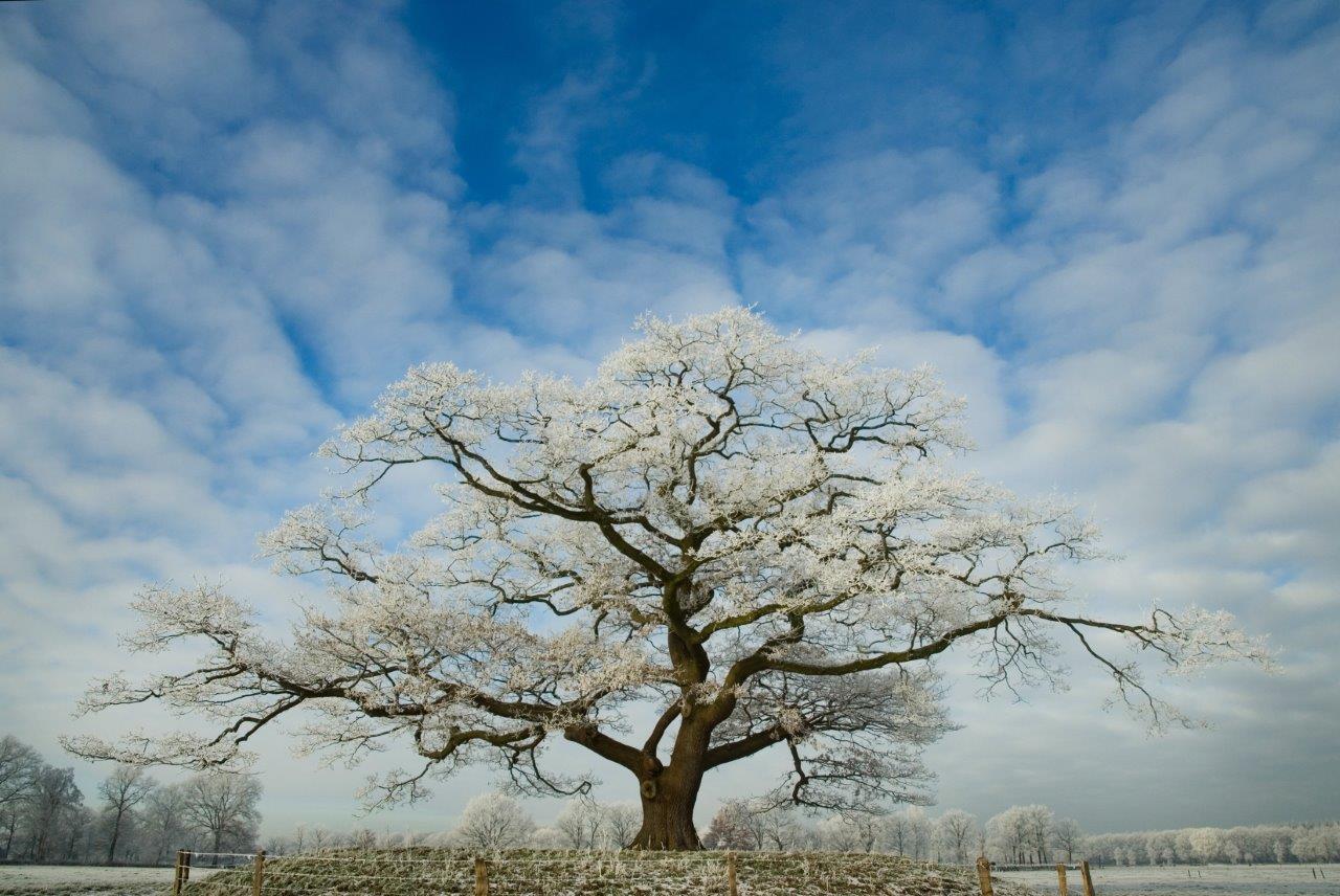 Er blijven akelig mooie Mooiste Bomen van Salland ingeleverd worden