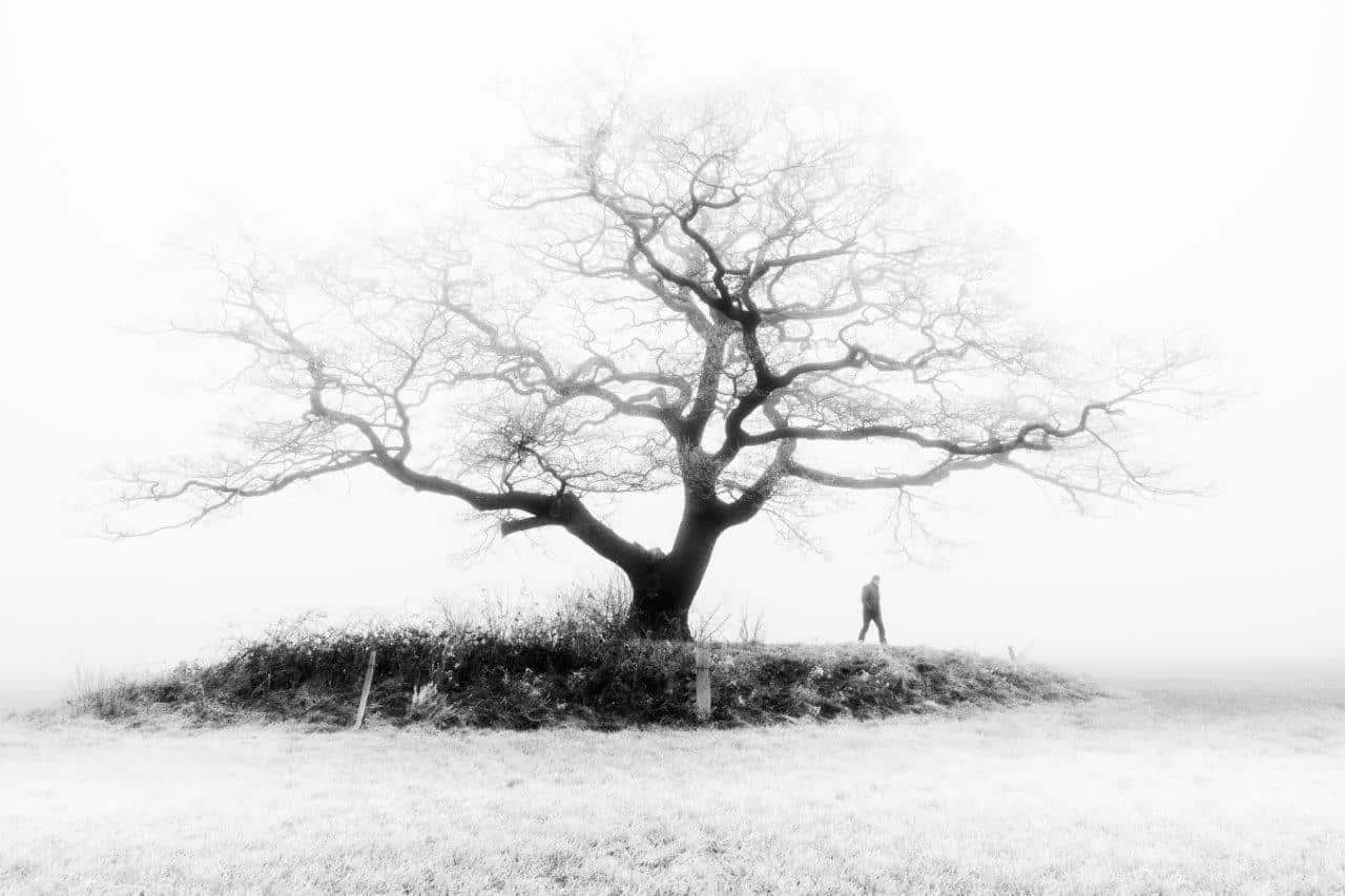 Mooiste boom van Salland