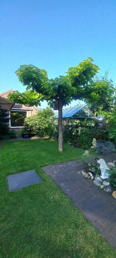 Mooiste boom van Salland