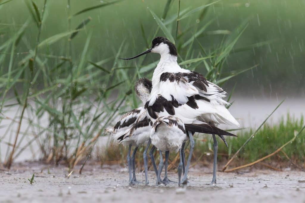 Met Open Oog: Ra ra ra een 10 potige vogel…