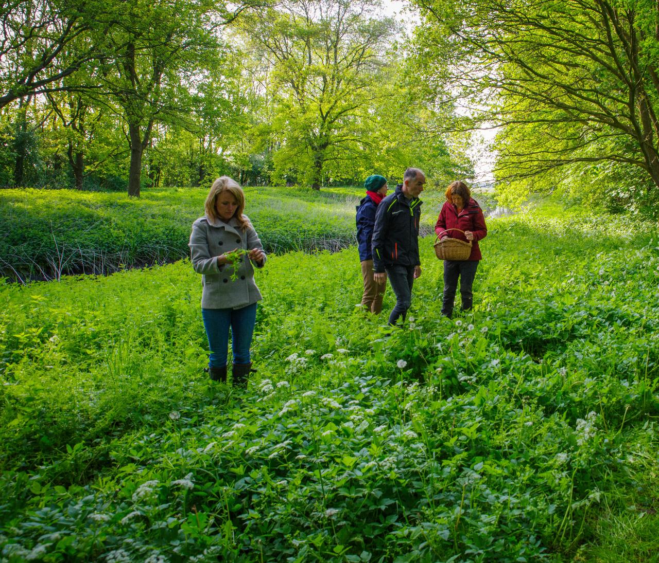 Eetbare wilde plantenwandeling rondom Infocentrum IJssel den Nul