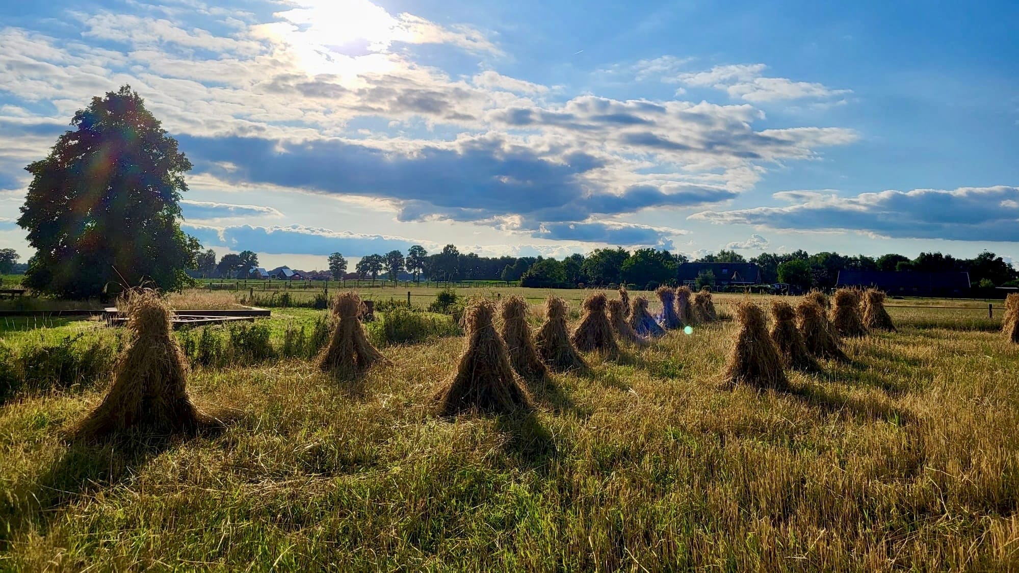 Rogge maaien in Haarle