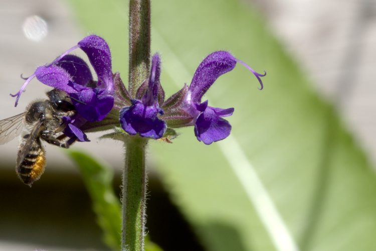 Infocentrum IJssel salvia behangersbij