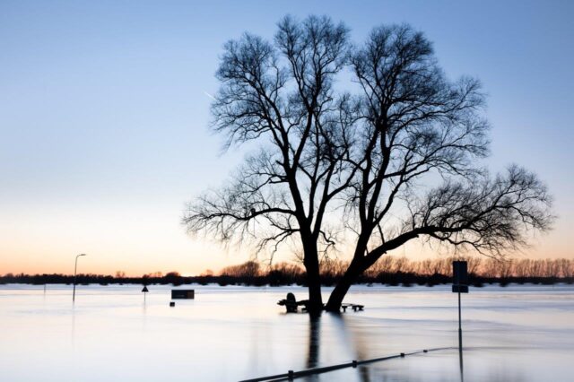 De mooiste boom van Salland: tussenstand van een groene liefdesverklaring (je kunt jouw boom nog steeds nomineren) | Met podcasts