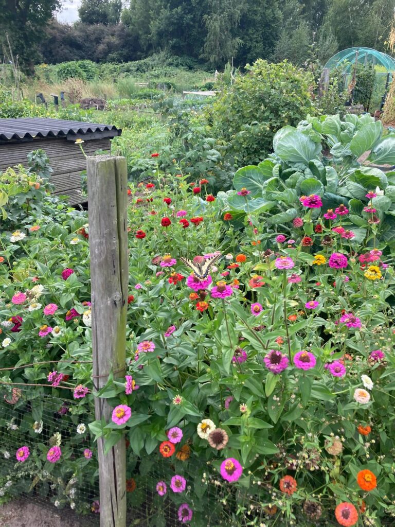 Aart Pris Koninginnenpage in de moestuin