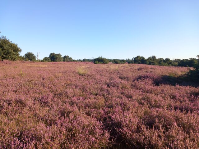 Met andere ogen: Natuur op de Lemelerberg