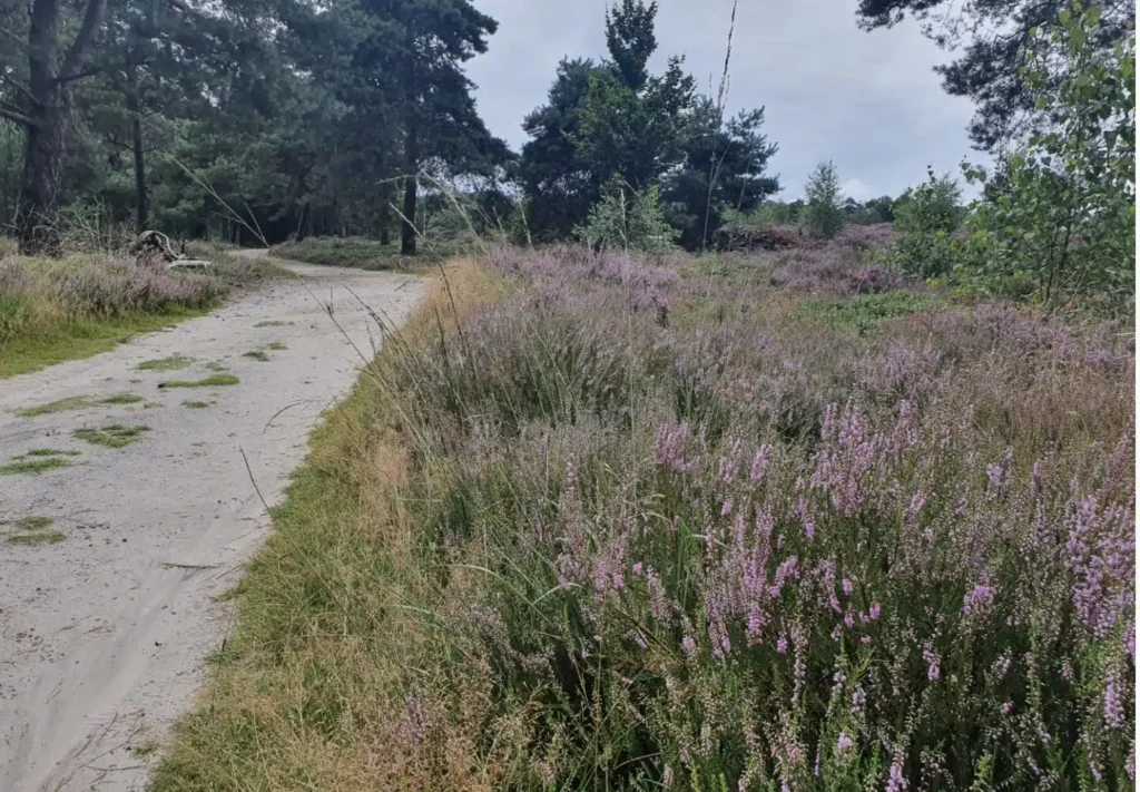 Wandelen op de Sallandse heide, deze is nu op zijn mooist