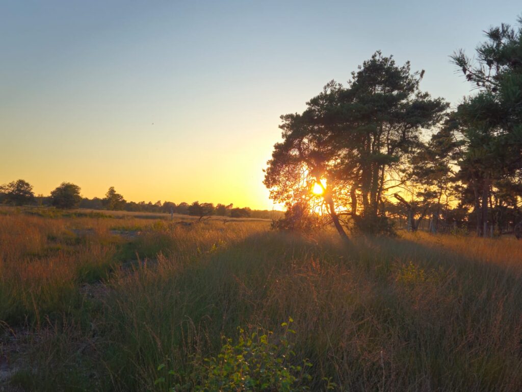 Hanneke van der Kroft: Boetelerveld natuur of maaksel?