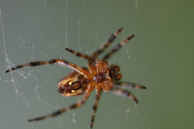 Met Open Oog: Griezels?