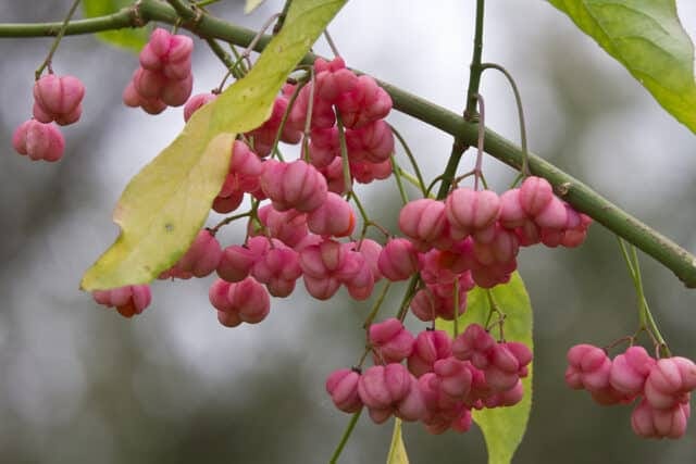 Met Open Oog: Natuurlijke verpakking