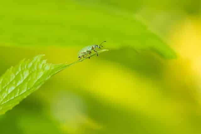 Met Open Oog: Bijzondere diertjes