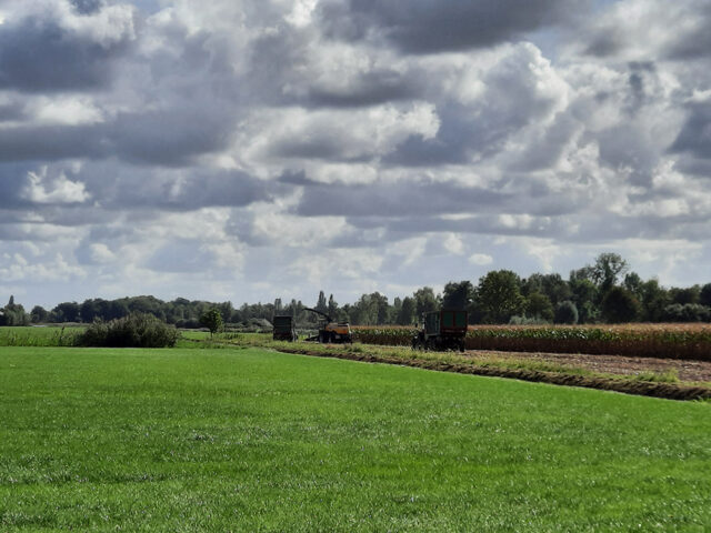 Met Open Oog: Druk, druk, druk met de mais