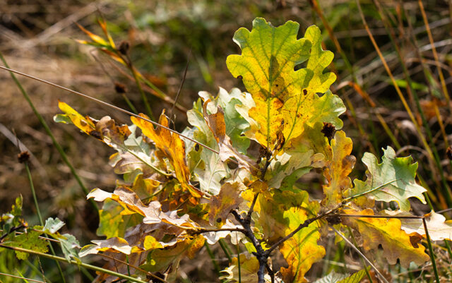 Met Open Oog: Een gulle natuur