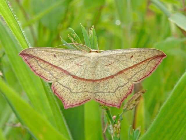 De Sallandse Vlinderfotograaf: de Lieveling