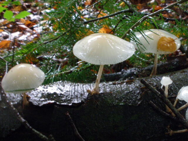 Paddenstoelenspeurtocht voor kinderen in Olst