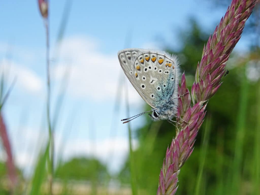 Waar ik woon: een vlindervertelling