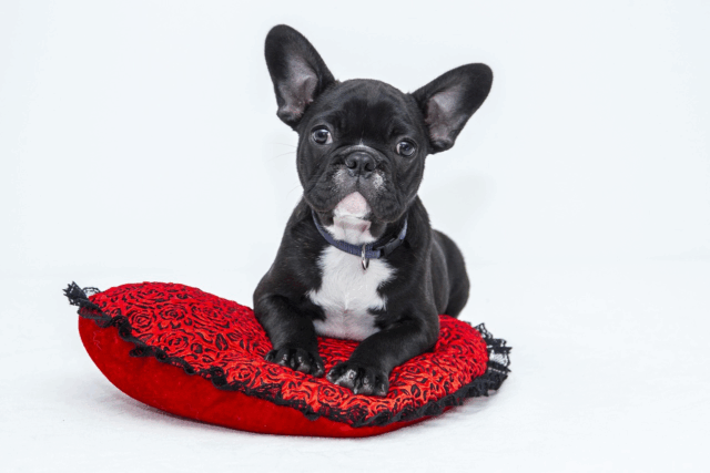 Waarom honden vaak slimmer zijn dan we denken