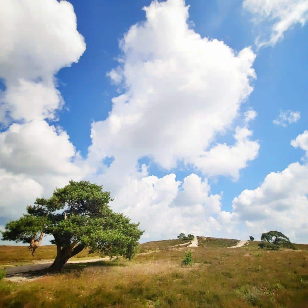 Al meer dan honderd mooiste bomen van Salland genomineerd! Je kunt nog steeds aanmelden!