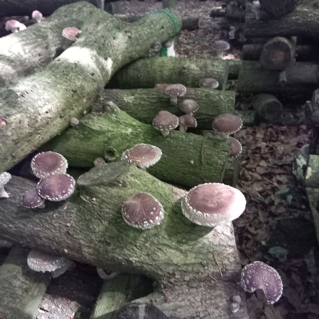 Workshop Paddenstoelen ‘Eetbaar Hout’ bij ‘t Natuurlijk Huus Raalte