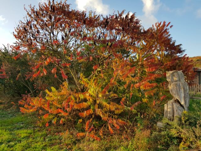 ‘t Natuurlijk Huus: Bladeren