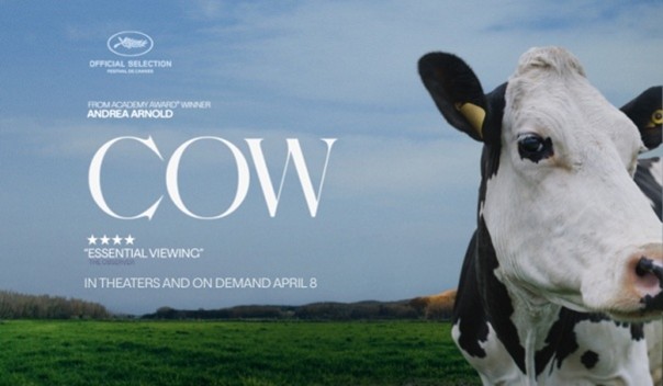 Vertoning Film ‘Cow’ tijdens de Klimaatweek in filmzaal Annahuis Raalte