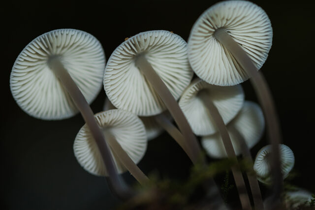 Met Open Oog: Kabouterperspectief