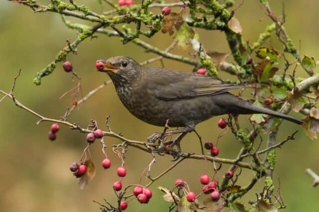 Met Open Oog: Hamsteren