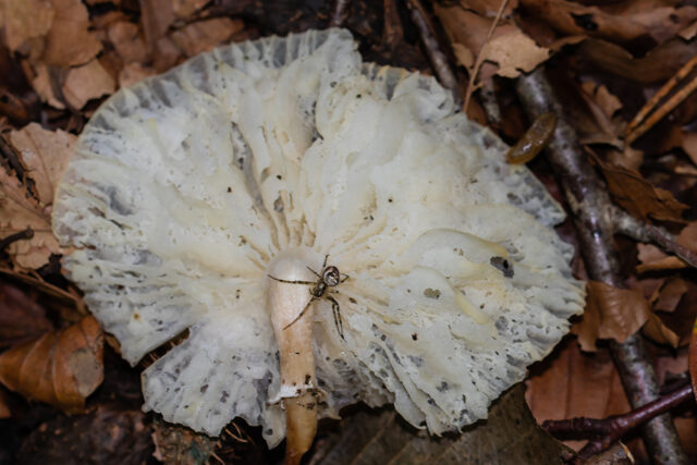 Met Open Oog: Kleine bosdieren