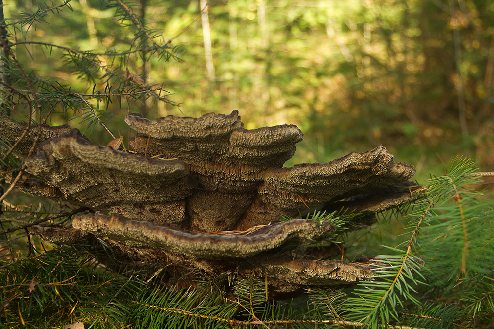 Diny Heidenrijk Dennenvoetzwam