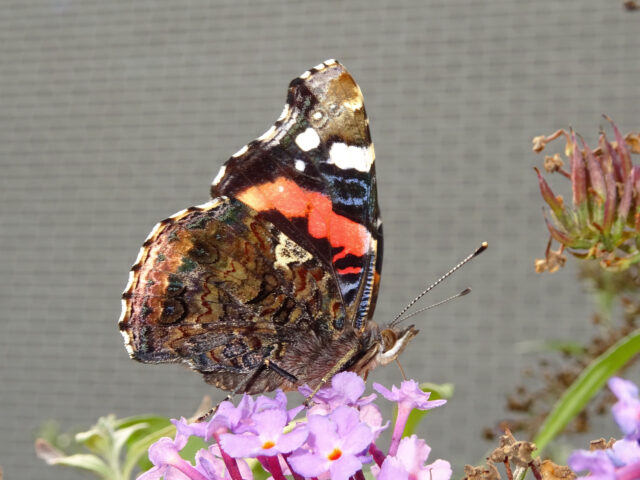 Sallandse Vlinderfotograaf: De Atalanta, de edele reiziger van het noorden