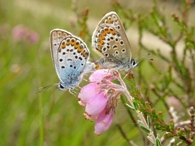 De Sallandse Vlinderfotograaf: Verkiezingskoorts