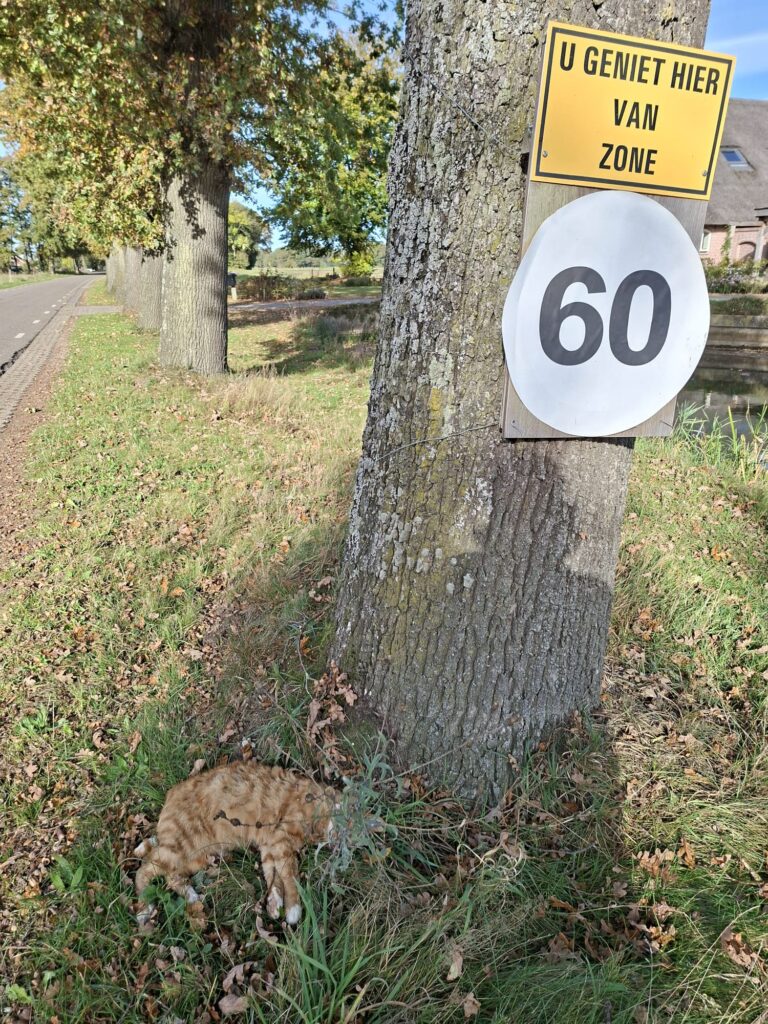 Mist er iemand een rode kater in de buurt van de Elshof?