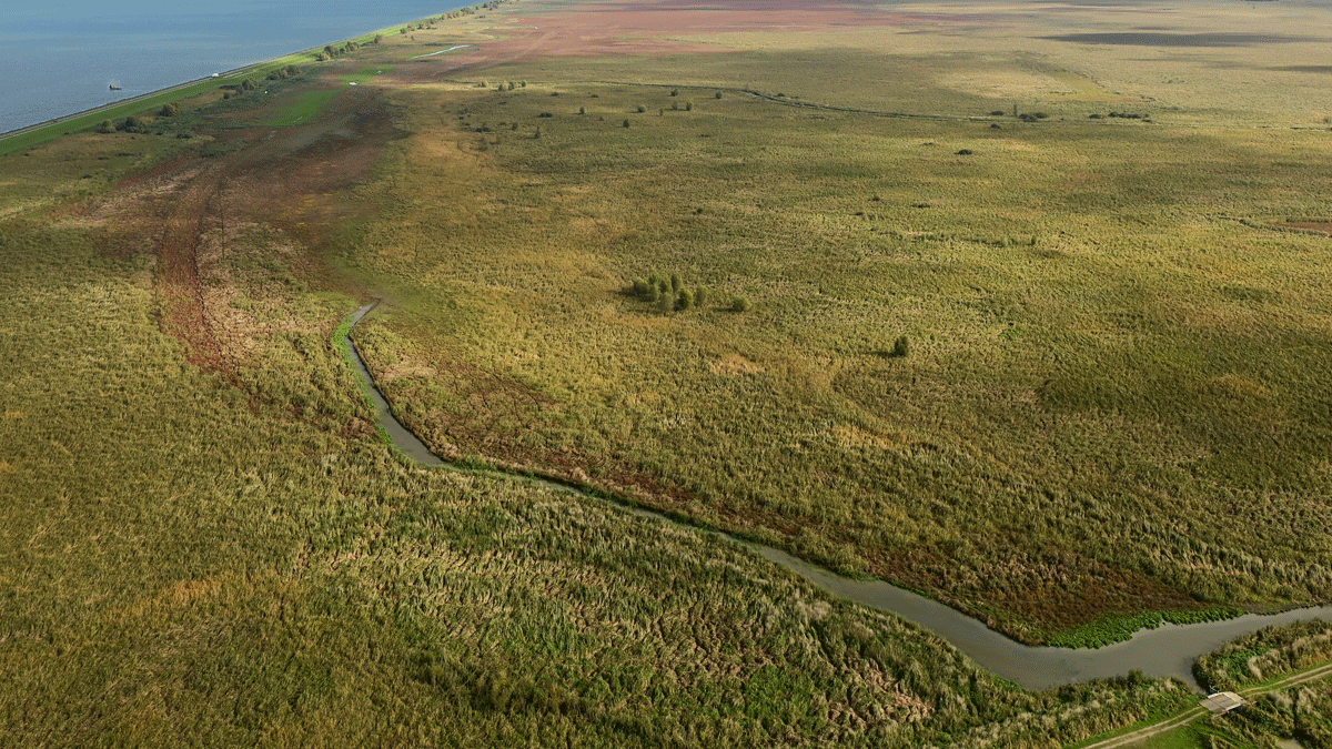 Staatsbosbeheer: Moerasreset verbetert vogelparadijs