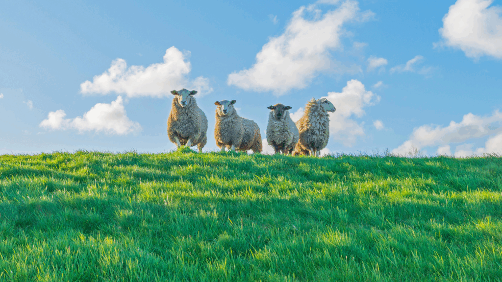 Winterstop voor schapen op de dijk