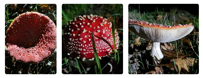 Paddenstoelen: de stille kunstenaars van de herfst (en de meesten zijn niet giftig)