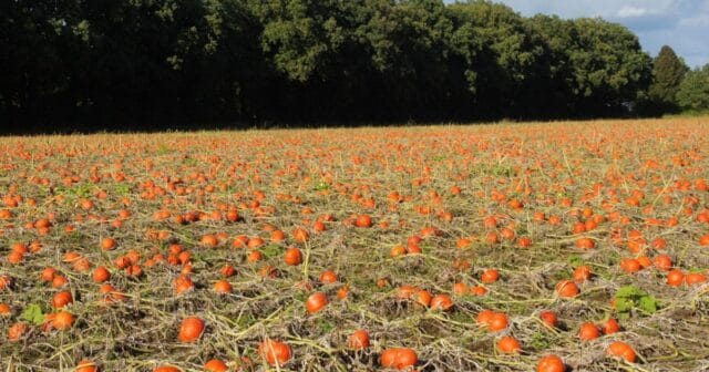 Pompoenenraap actie bioboer Overesch krijgt vervolg samen met No Waste Army